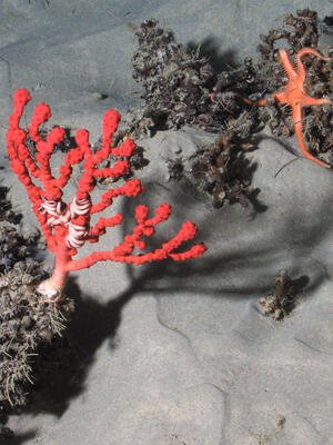Coraux d'eau froide (Solenosmilia variabilis) du golfe de Gascogne